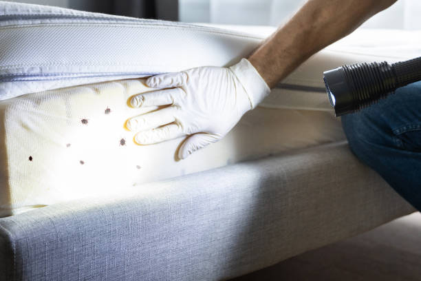 Best Termite Control Services  in Clinton, NC