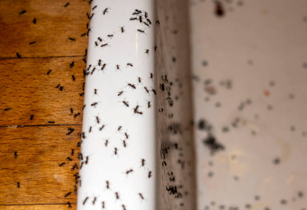 Best Wasp Removal Services  in Clinton, NC