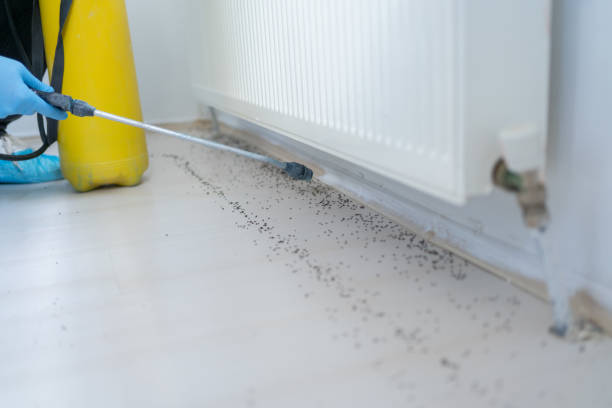 Reliable Clinton, NC Pest Control Solutions